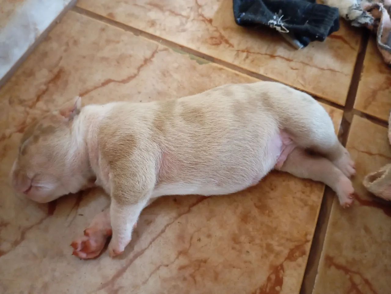 American bully 