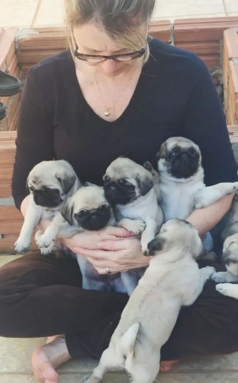 Filhotes de Pug - Foto 5