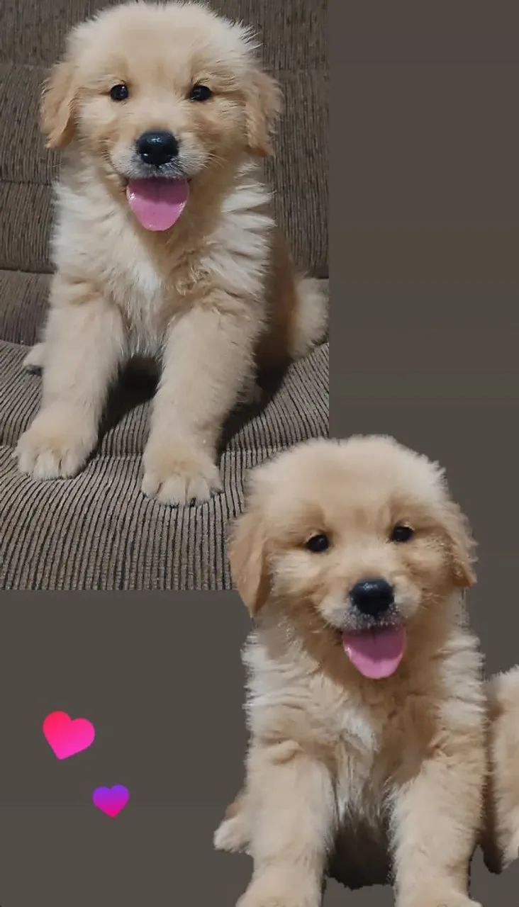 Golden Retriever  - Foto 2