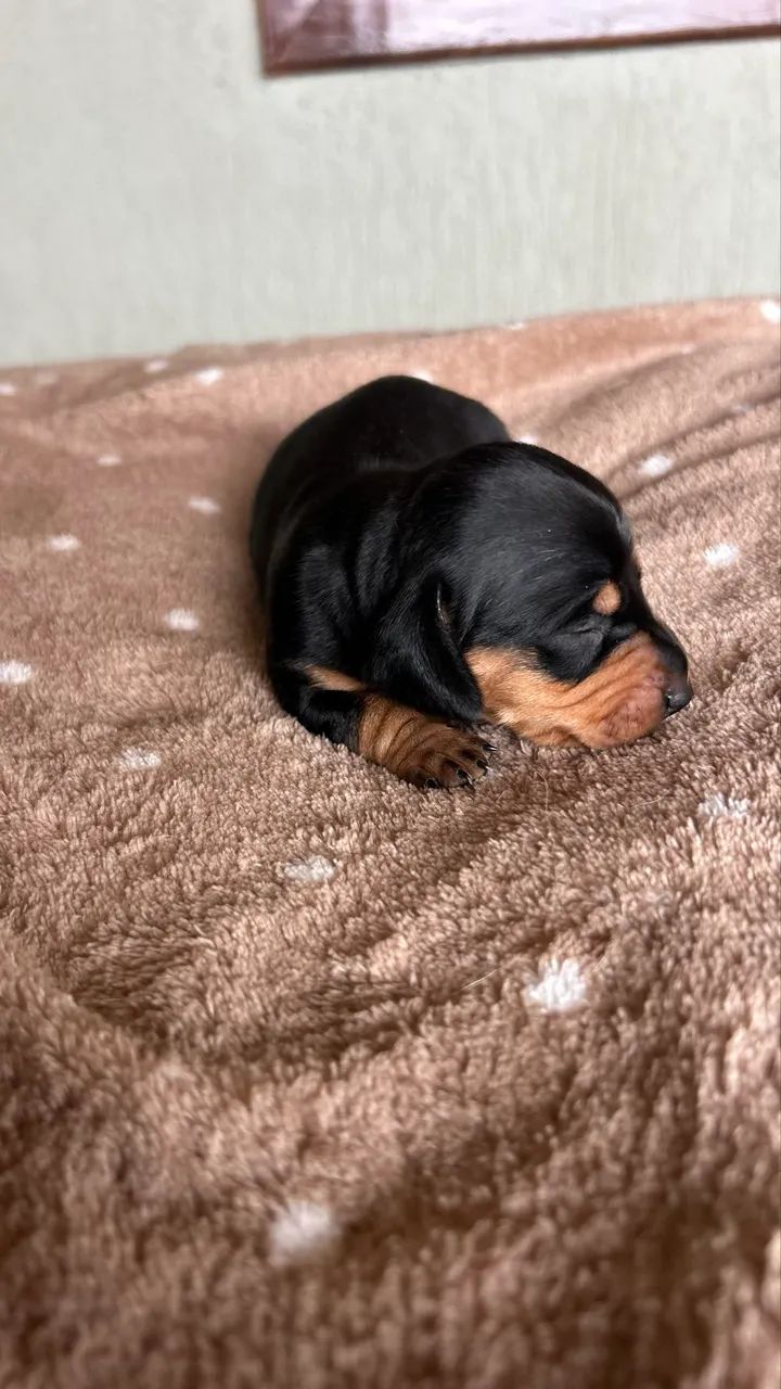 Dachshund, Cofap  - Foto 3