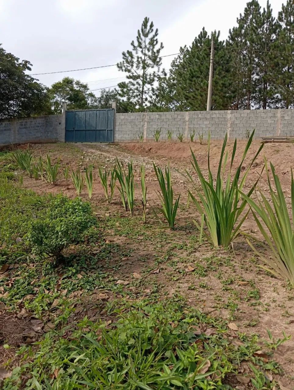 Área de 6.000m2 quadrados  - Foto 2