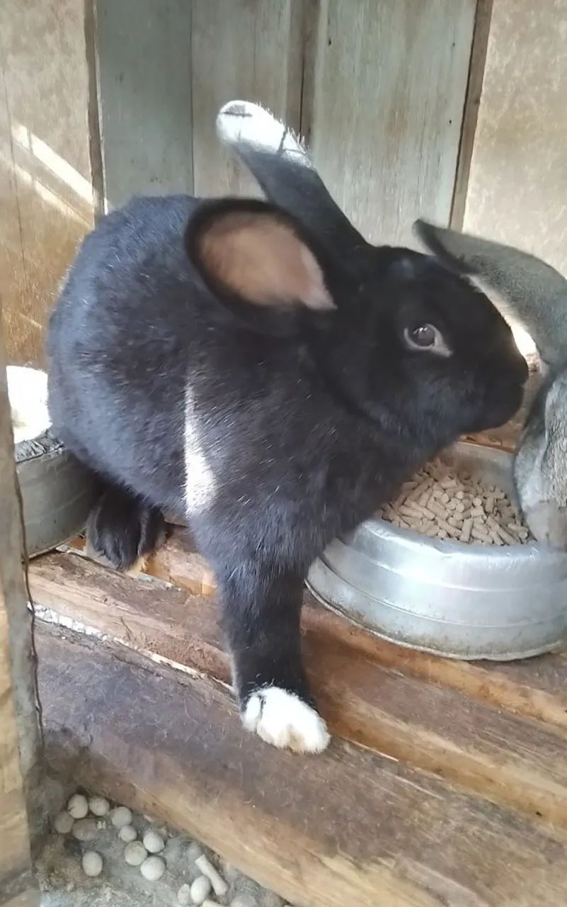 Coelho gigante 