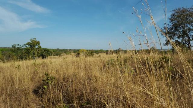 Fazenda com 355 ha na saída para Paraíso - Foto 3