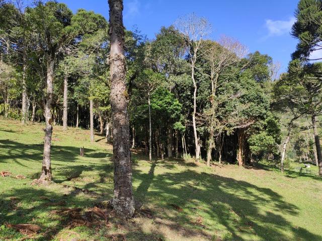 Chácara em São José dos Pinhais 20.000 metros quadrados - Foto 3