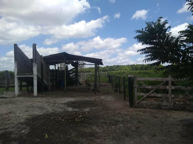 Sítio em apeú - Foto 4