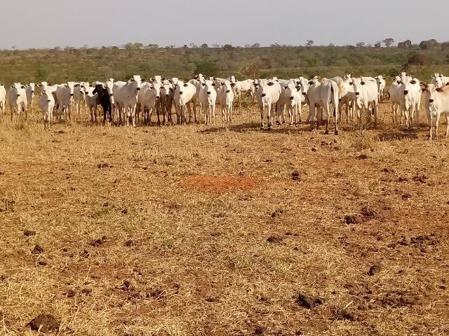 Vendo uma Fazenda para Pecuaria de 1.100 hectares no Lago do Manso