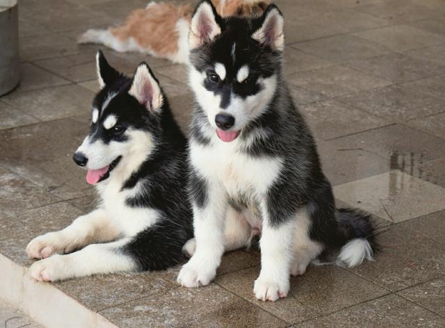 Filhotes de Husky Siberiano com pedigree - Foto 2