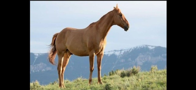 Cavalo marrom