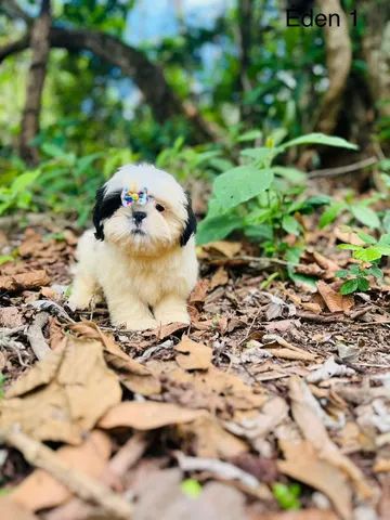 compre mais barato online Shih Tzu micro o linhagem europeia |  www.joyasesmar.cl