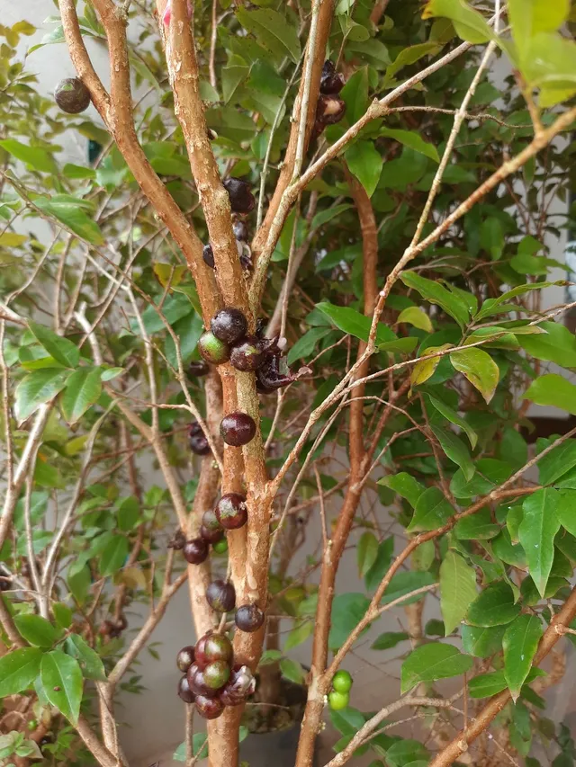 JABUTICABA PRODUZINDO R$ 300,00