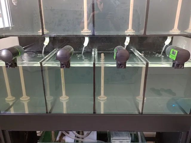 Bateria para criação de peixes ornamentais. (Retirar no local). - Foto 4