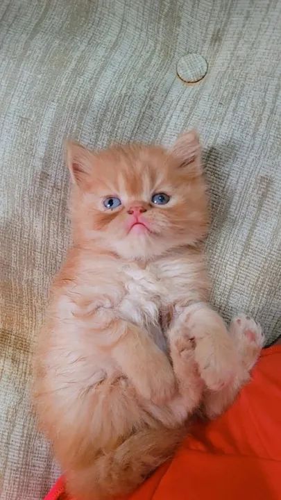 GATOS PERSAS MARAVILHOSOS!!! - Foto 5