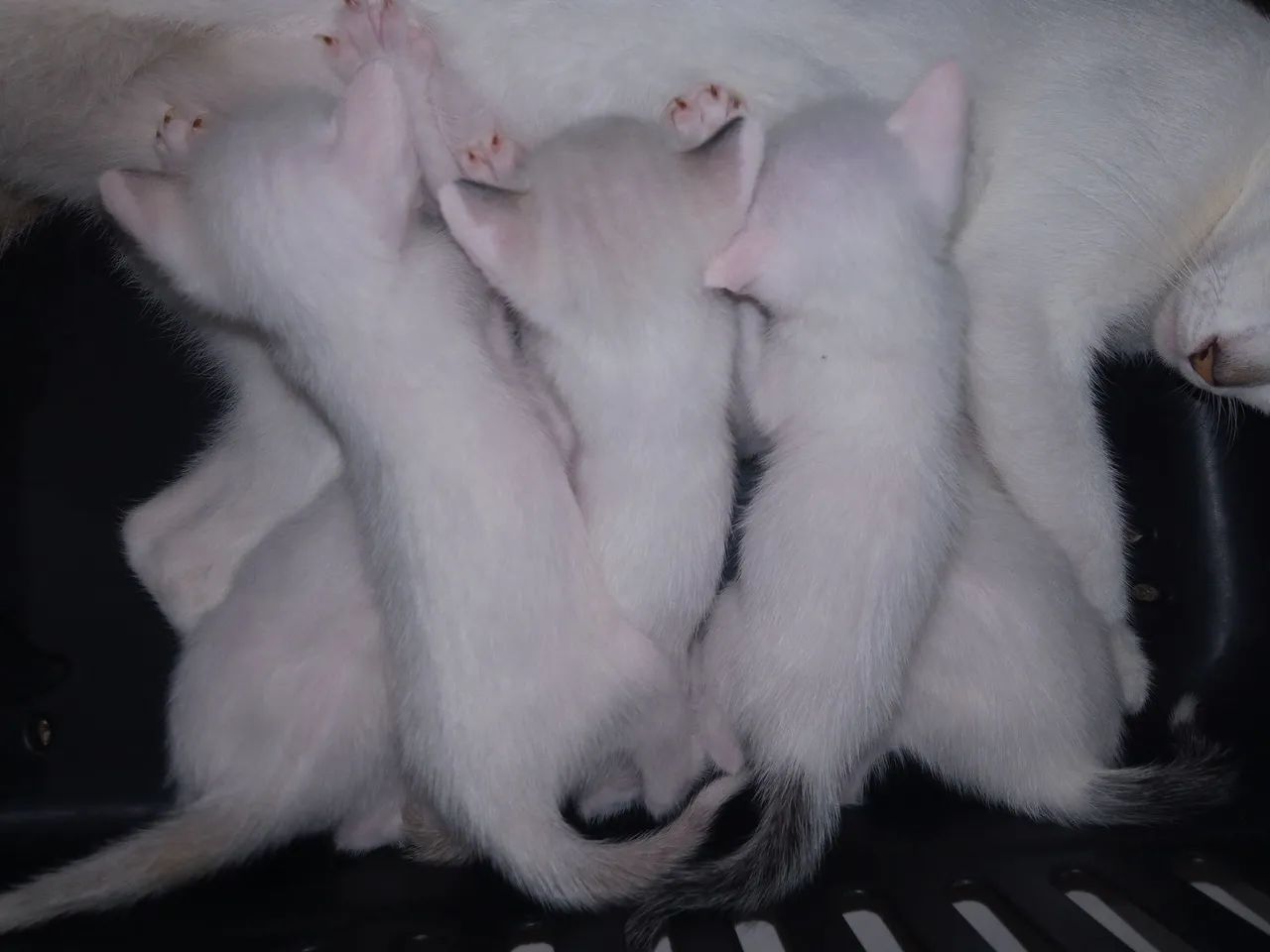 Gatos filhotes - Foto 4