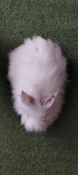 Mini coelho Teddy Dwerg - Foto 4