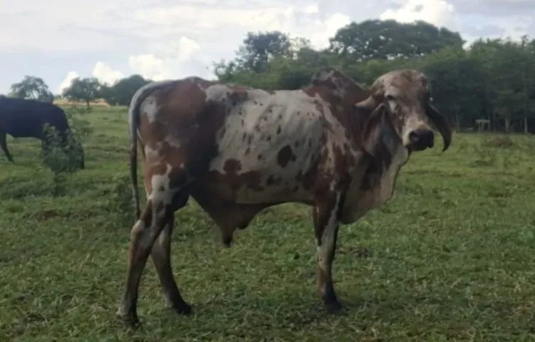 Vendo Tourinho gir leiteiro bisneto do Sansão em Abadia de Goiás 
