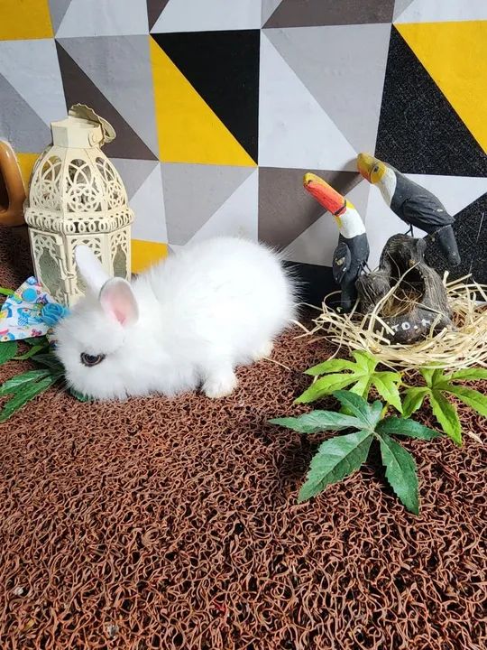 Filhotes Disponíveis de Mini Coelhos Mini Lion  - Foto 3