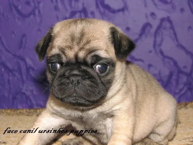 pug bebes pronta entrega garanta hoje seu bebe ! - Foto 2