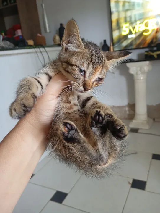 Gatinhos pra adoção  - Foto 6