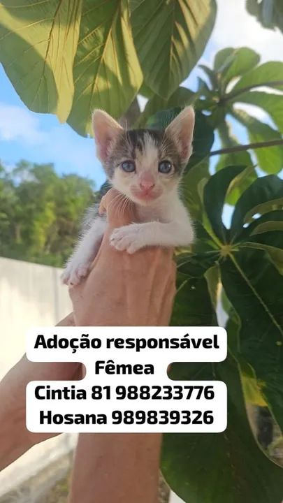 Adoção responsável de gatinhos - Foto 2
