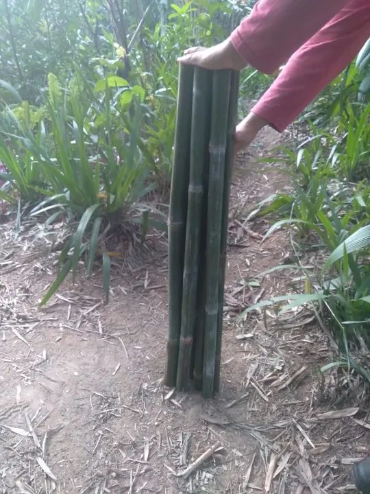 Bambu e caniço - Foto 2