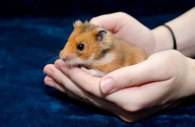 Hamisters - lindos filhotes