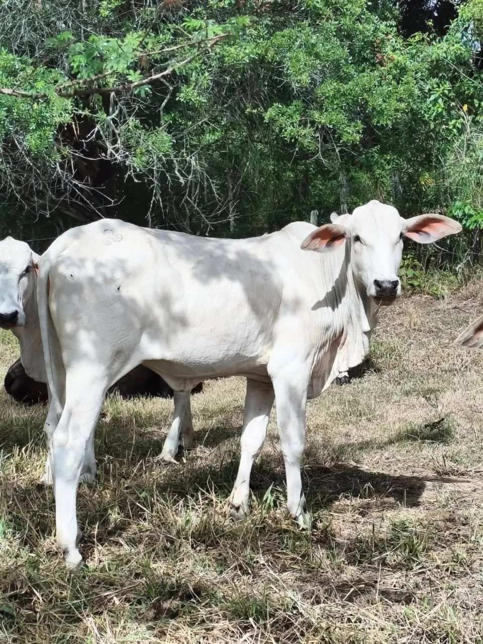 Novilhas Nelore