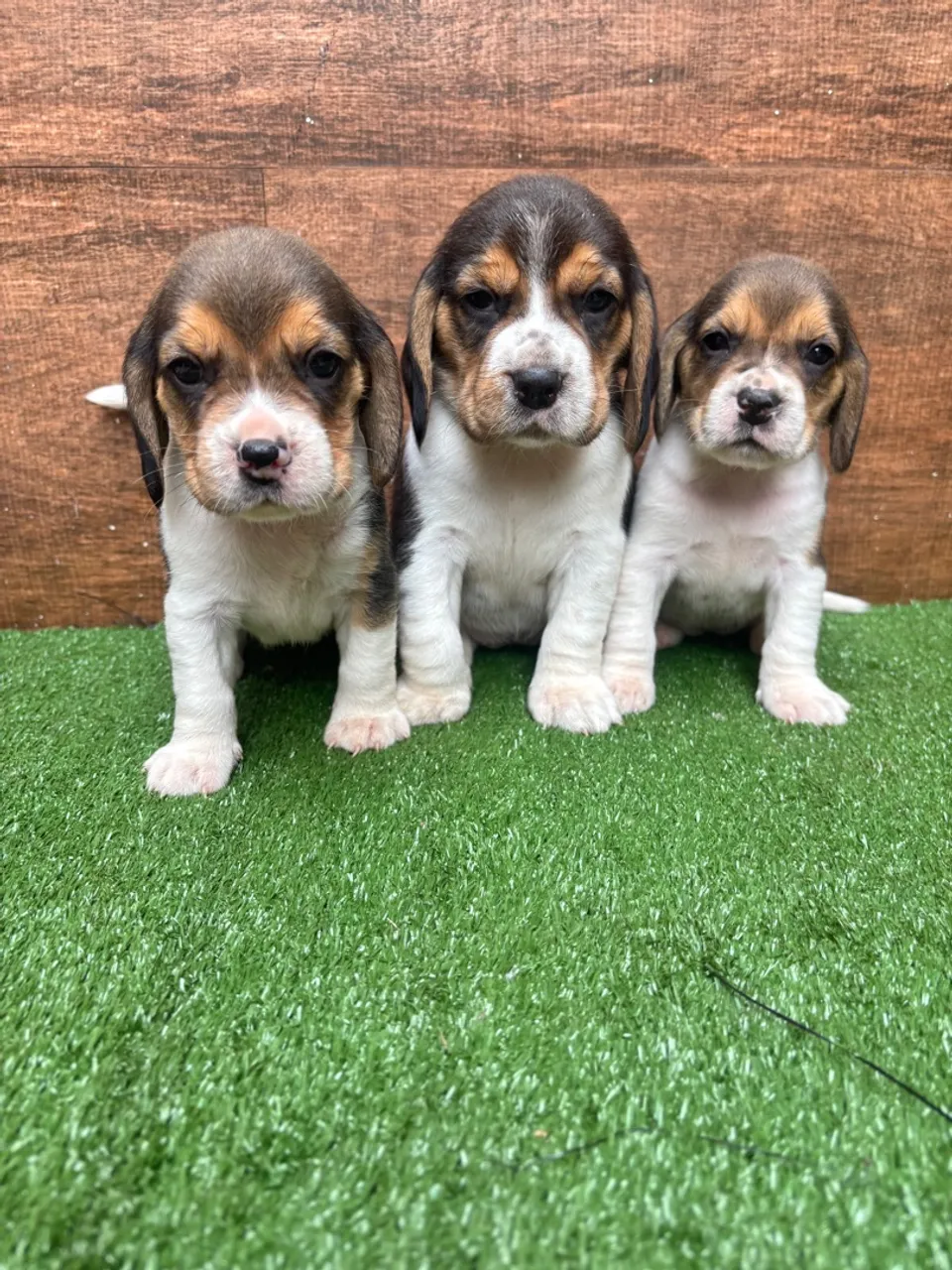 Filhotes Beagle