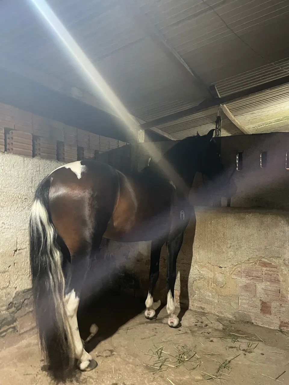 Cavalo mangalarga marchador, registrado! - Foto 3