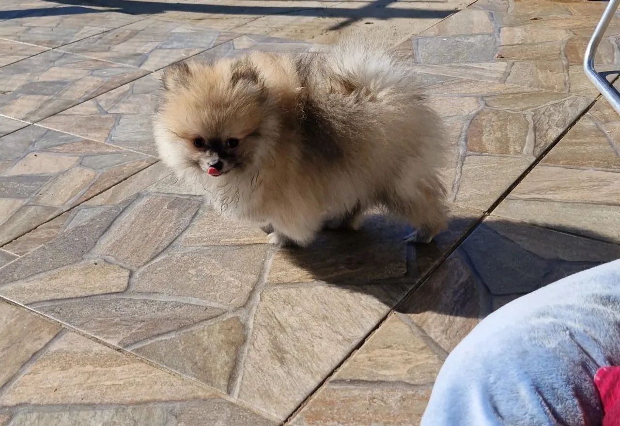 Preço especial machinho lulu 