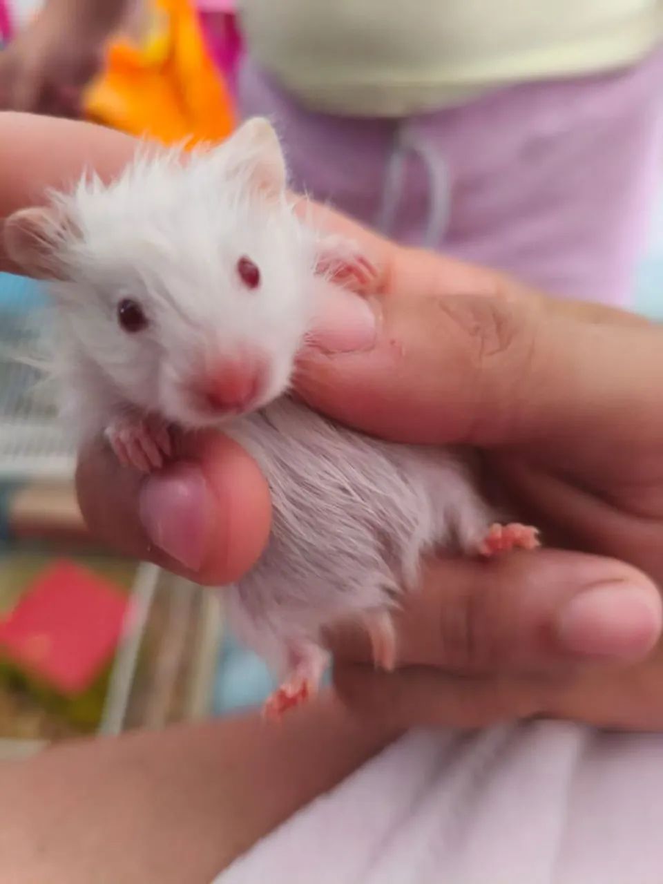 Vendo hamster siro - Foto 3