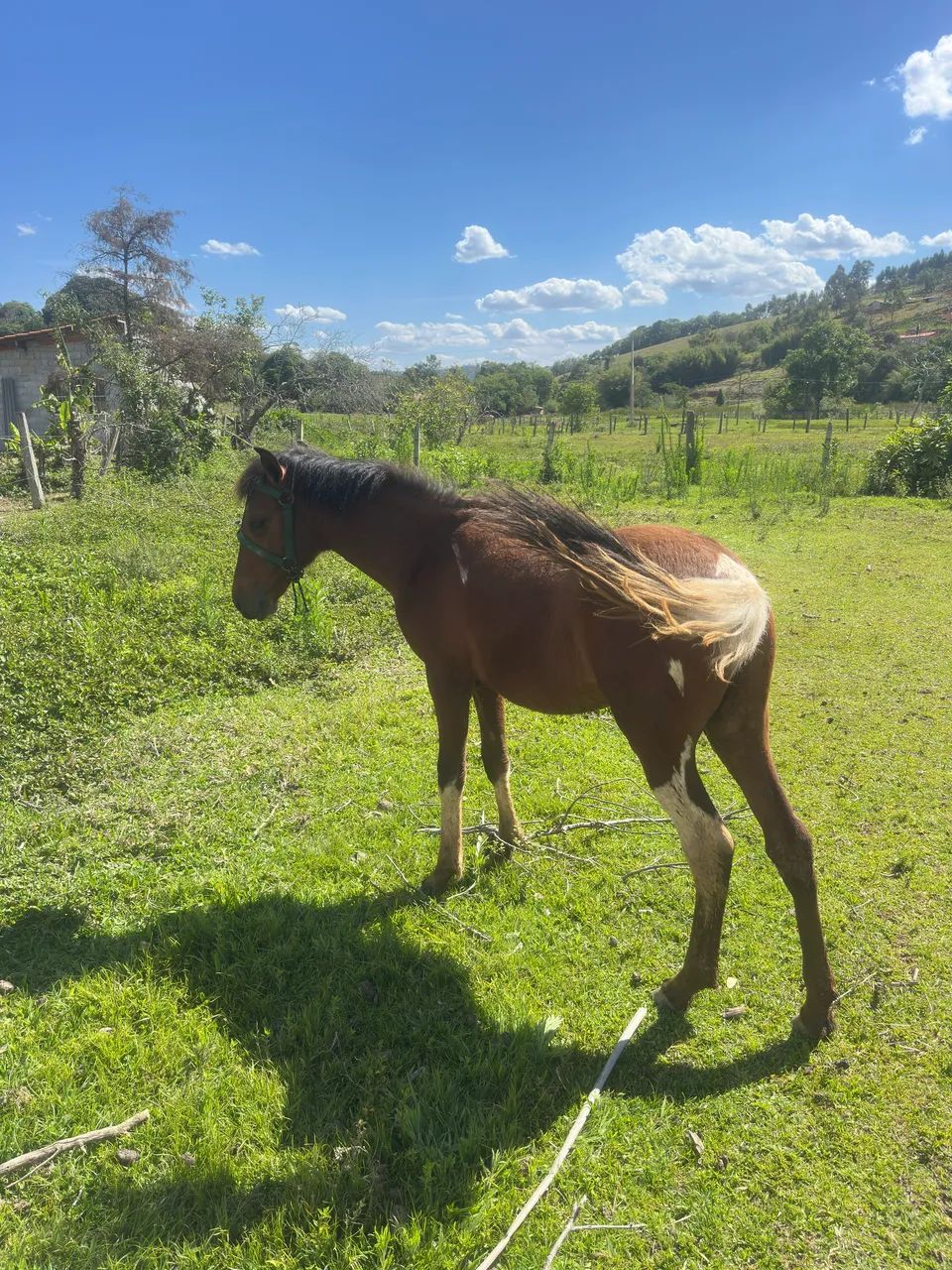 Vendo  cavalos manga larga - Foto 4