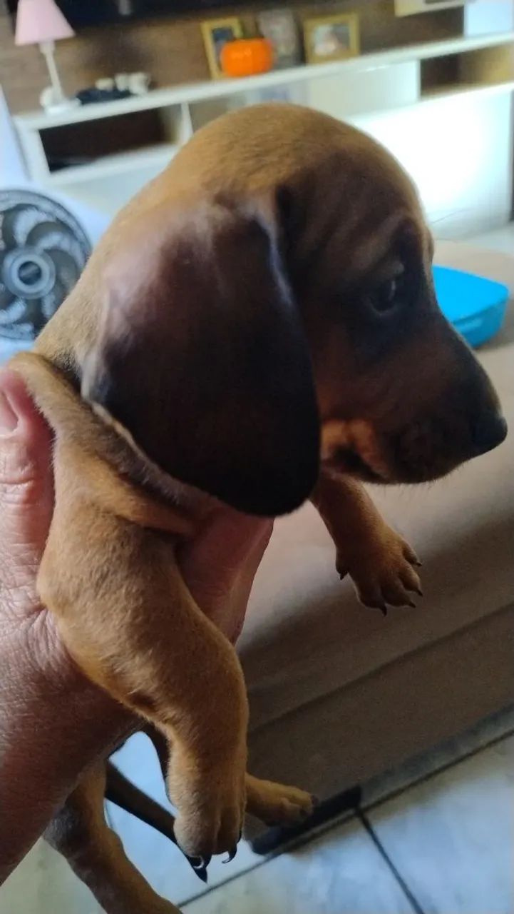 Filhotes de Dachshund disponíveis - Foto 3