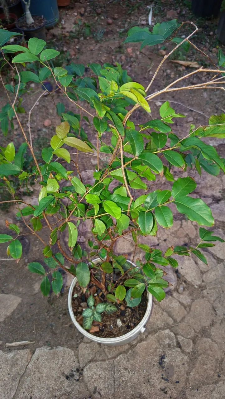 Jabuticaba - Foto 2