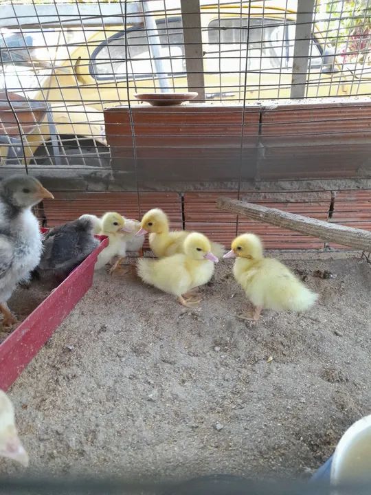 Filhotes de Patos Lindos - Foto 2