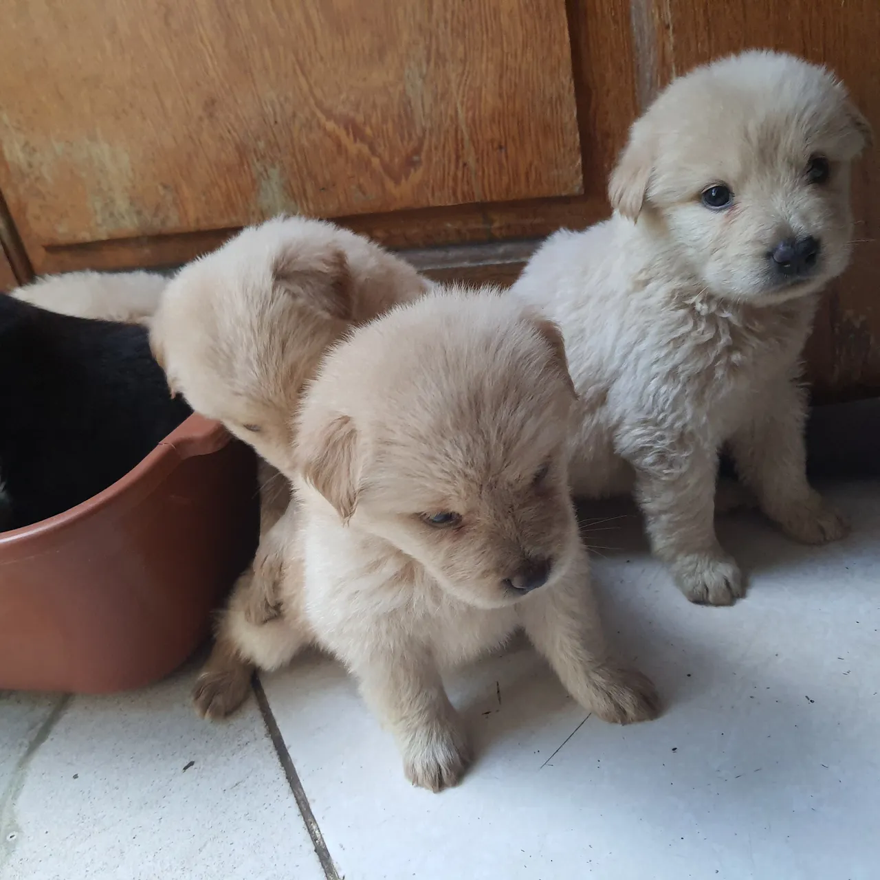 Fêmeas chow chow