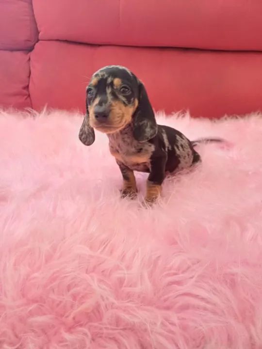 Teckel Chocolate e Alerquim - Deixe seu vida mais alegre com nosso Pet  - Foto 2