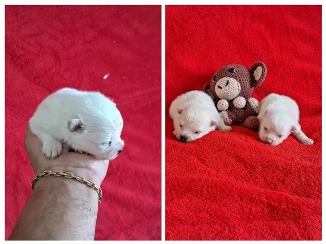 Spitz Alemão Anão, O Famoso LuLu da Pomerânia