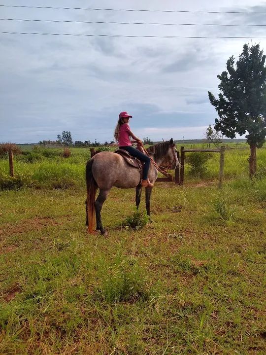 Vendo cavalo  - Foto 5