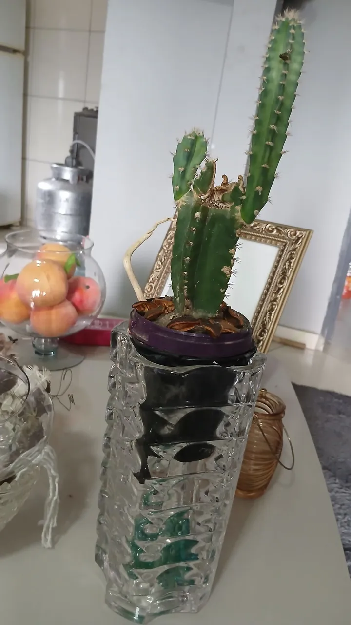 Cacto NaTuRaL em Vaso de Vidro