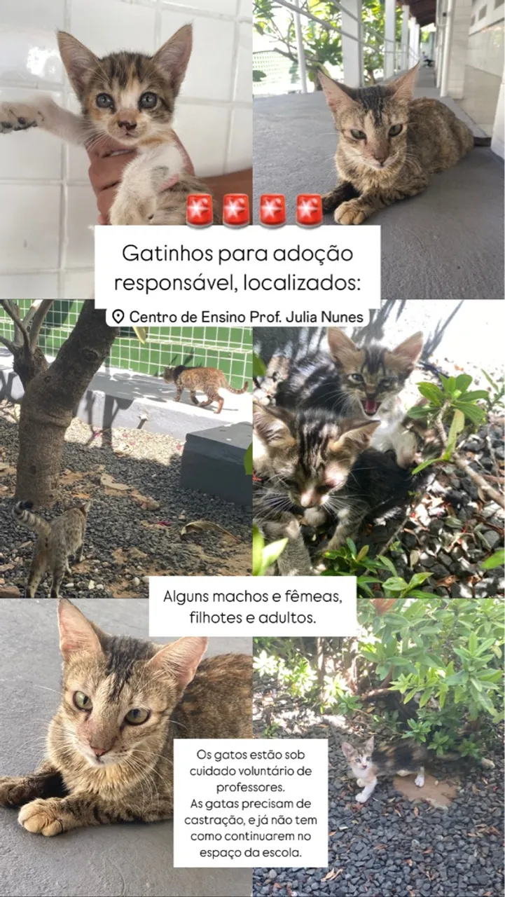 Gatos para adoção responsável