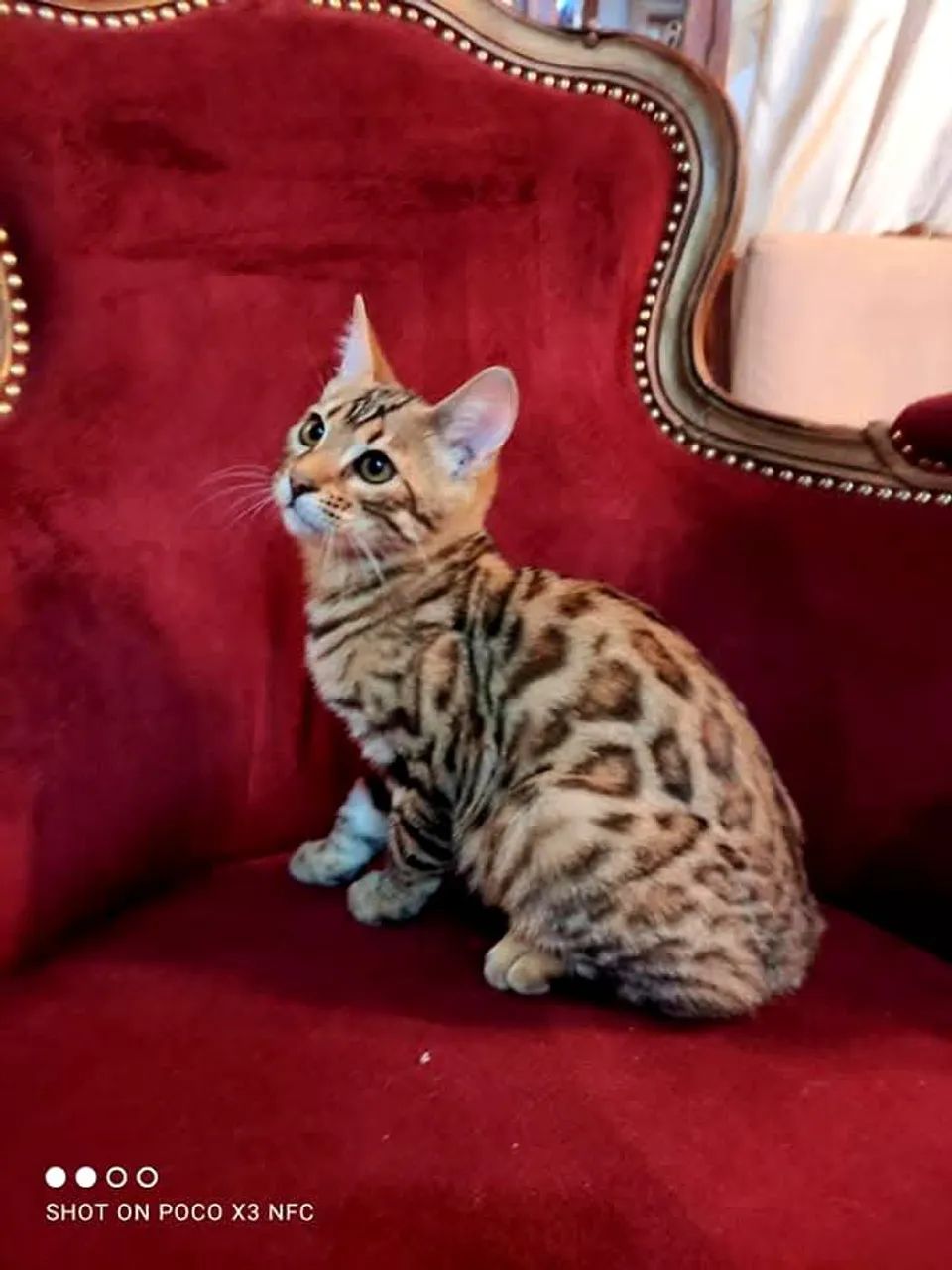Bengal