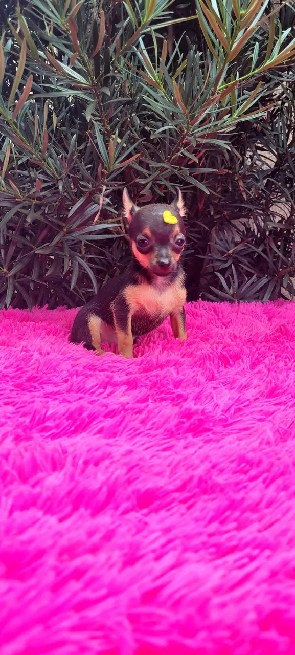 Pinscher Fêmea miniatura