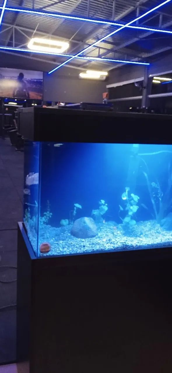 Aquários, móveis,  acessórios. Ração. Sob medida,  Aquários  - Foto 4