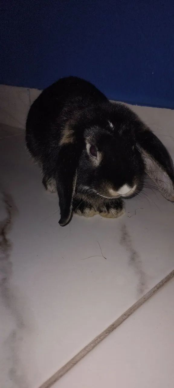 Vende-se coelho da raça Mini Lop + gaiola cave 80 e itens de cuidado do animal - Foto 3