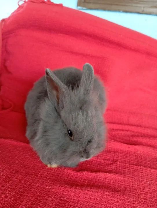 Coelhinho fofinho mini Lion 