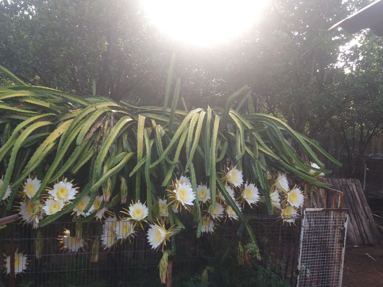 Mudas de pitaya roxa.