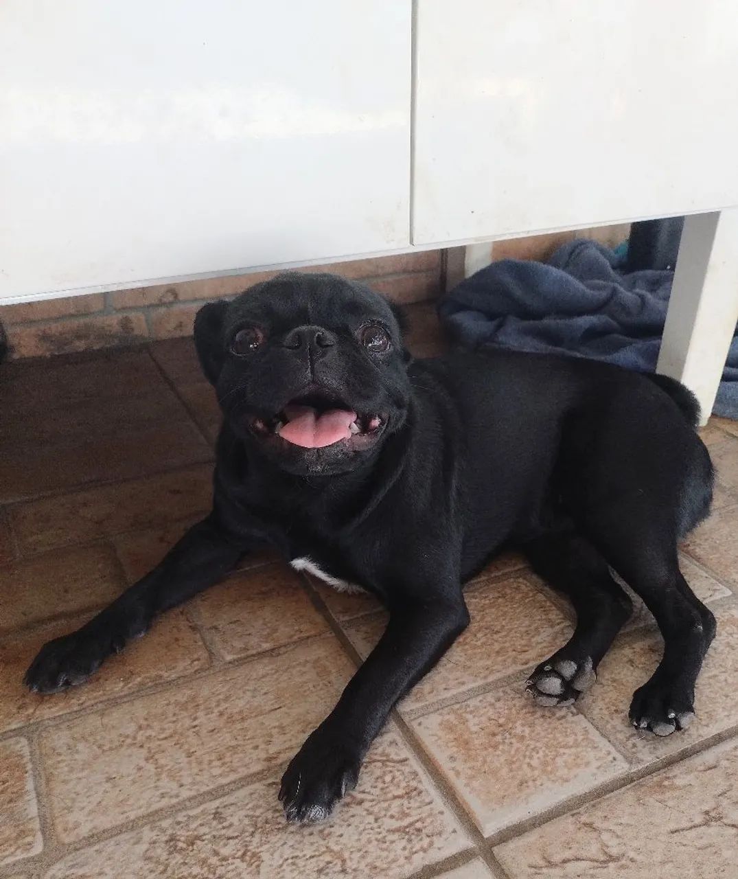 Pug fêmea Preta Filhote 8 meses dócil e alegre está em Cuiabá 