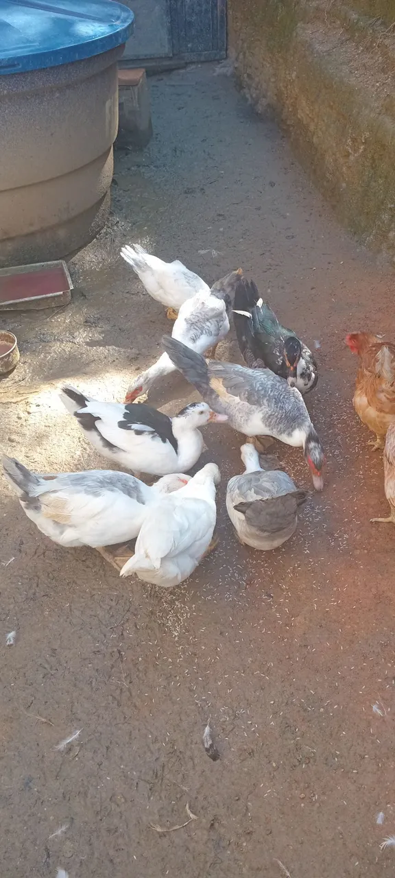 Lindos patos para criação!lote