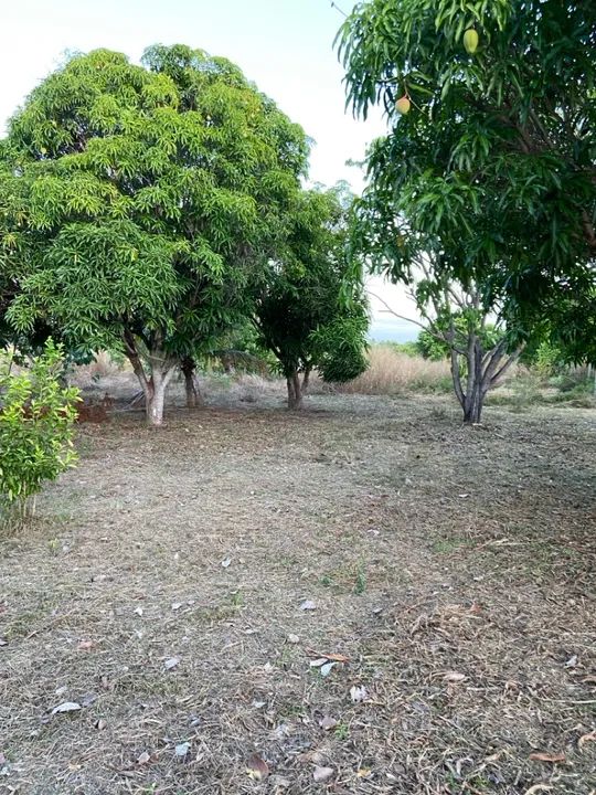 Sítio com casa, igarapé próprio e açude no Bom Intento - Foto 10