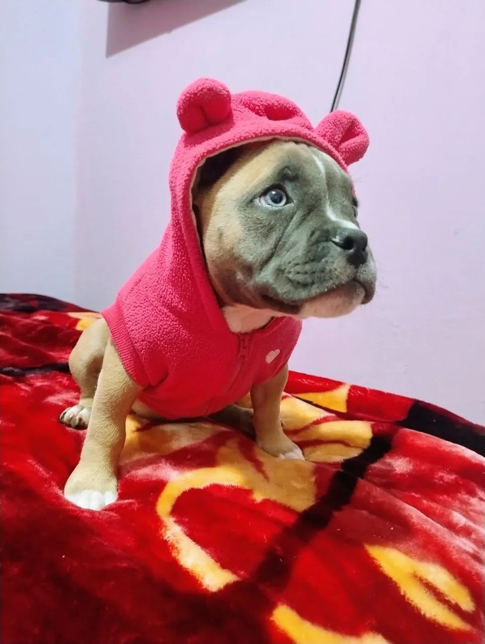 American Bully Pocket fêmea com Pedigree  - Foto 5